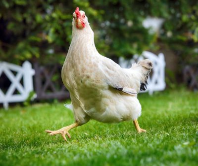 Aldi launches its ‘chicken wine’ dupe in magnum