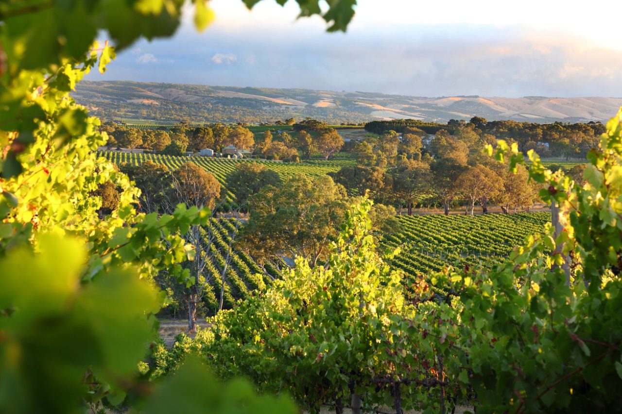 Australian wine harvest falls to 25-year low