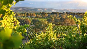 Australian wine harvest falls to 25-year low