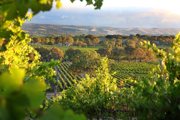 Australian wine harvest falls to 25-year low