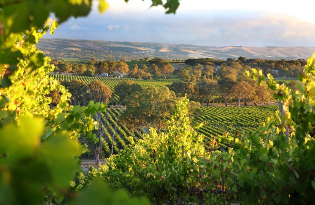 Australian wine harvest falls to 25-year low