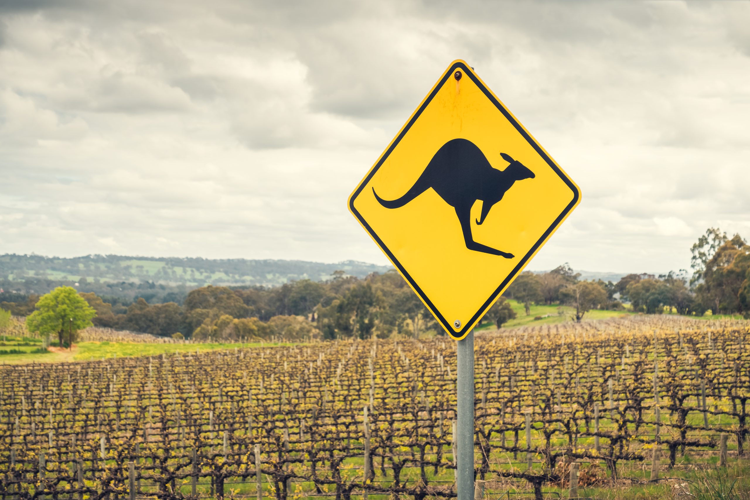 thedrinksbusiness.com - Amelie Maurice-Jones - Saint Wine and Cru Wines join forces