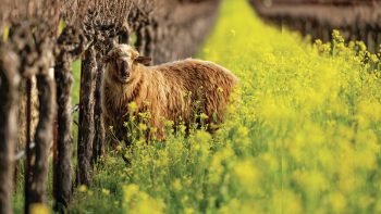 Green agenda: what to know before converting to organic