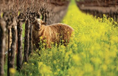 Green agenda: what to know before converting to organic