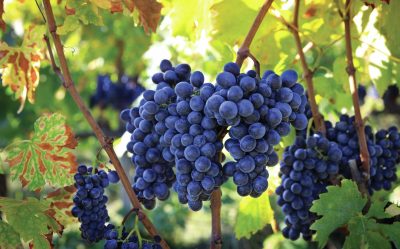 All the medallists from The Global Sangiovese Masters 2026