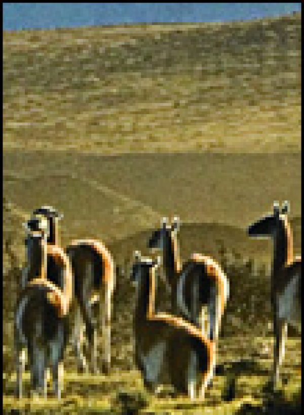 Chile Retail: Seeking points of difference