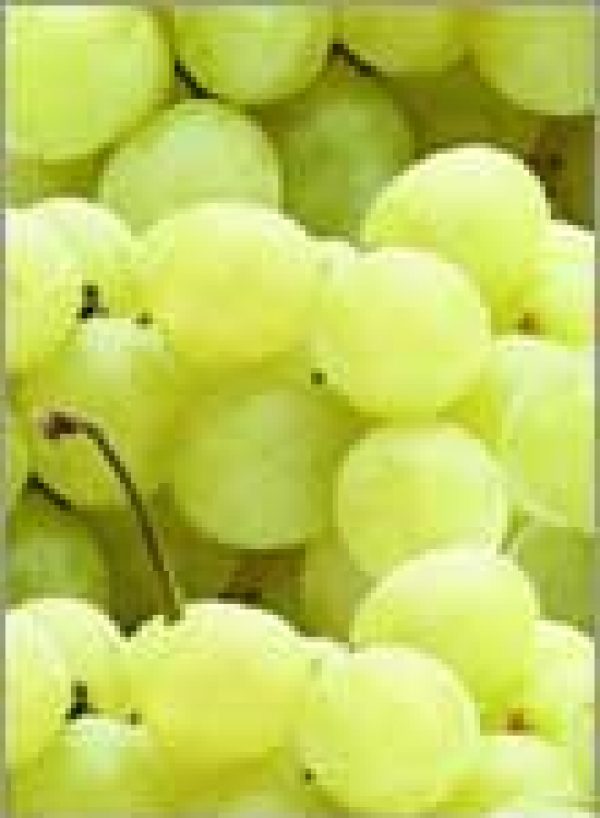 NEWS ANALYSIS: Pressing Issue