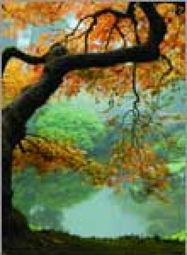 SPOTLIGHT/OREGON: Branching out