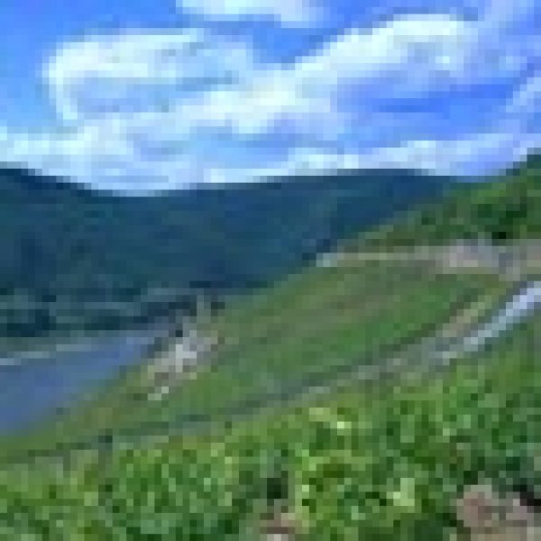 Rheingau producers push label simplicity
