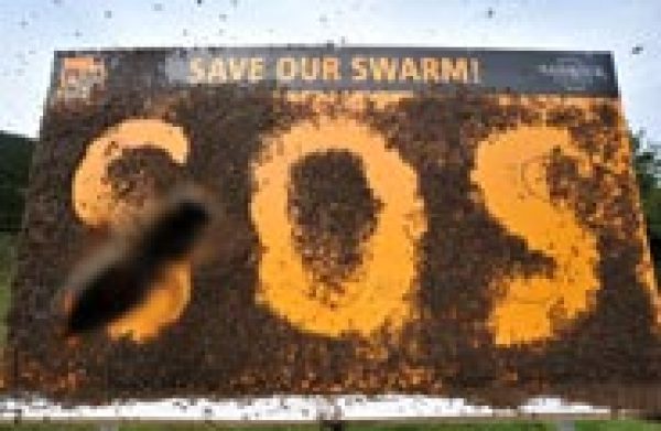 Banrock Station hails Plan Bee success