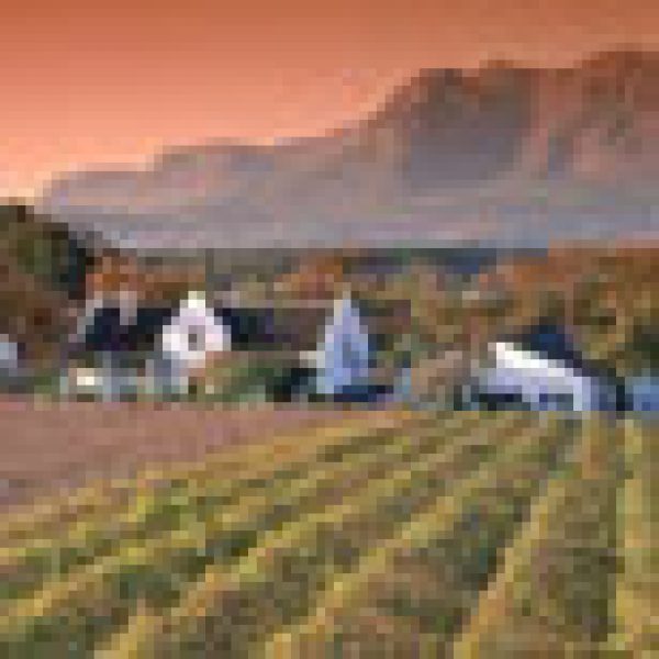 Stellenbosch vineyards saved