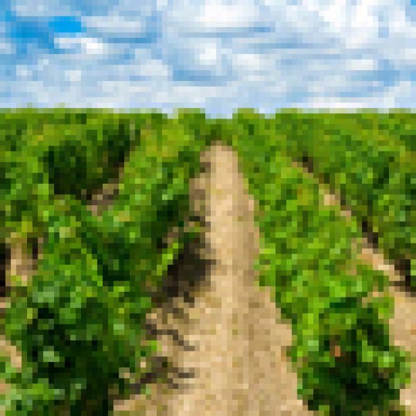 A long and pricey campaign forecast for Bordeaux 2010