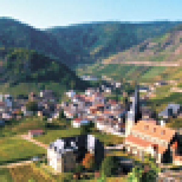 German Pinot Noir stifled by lack of awareness