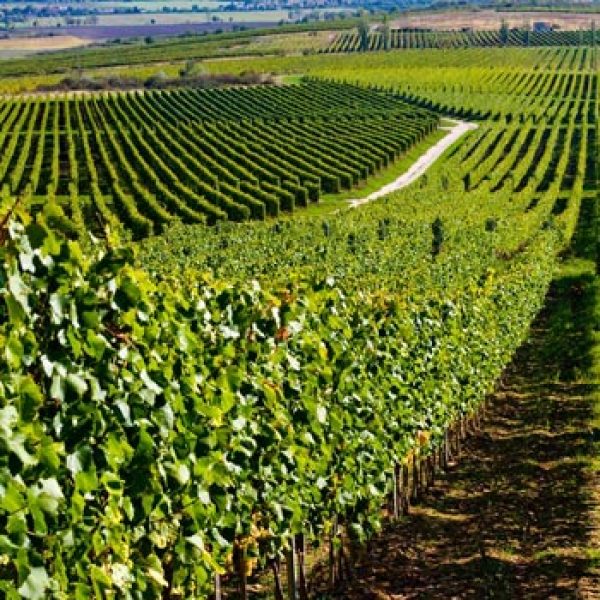 Wine Innovation profile: Tokaj Kereskedohaz