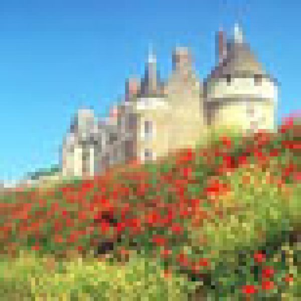 Loire reds offer inexpensive taste of 2009