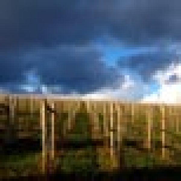 Bordeaux set for historic trio