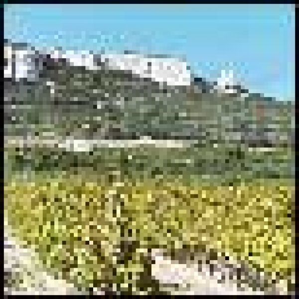 Harvest underway in Provence