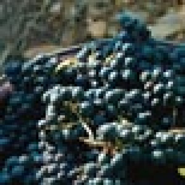 Beaujolais drastically cuts yields