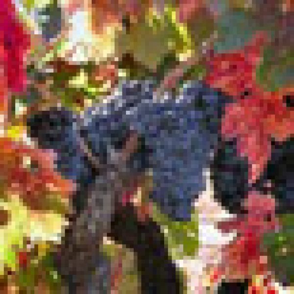 Bordeaux weighs up its future