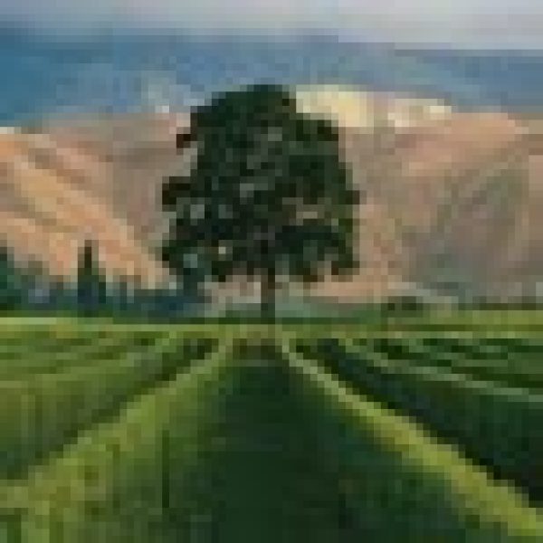 NZ finds new expression for Austrian grape