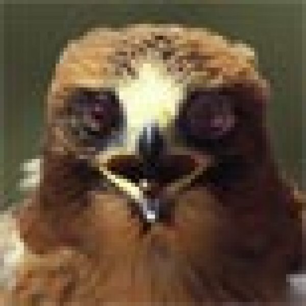 CORK: Walk on the wildlife side