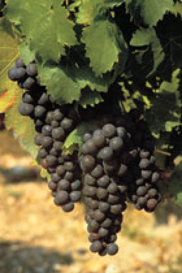 Loire Project Cabernet Franc Ambassadors selected