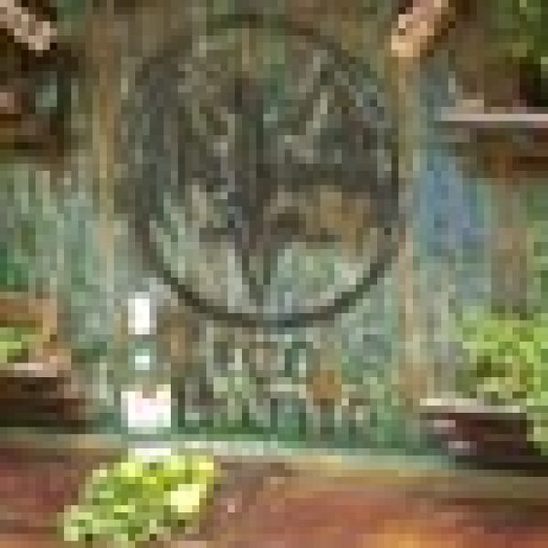 Take a punt on an Eco-Mojito