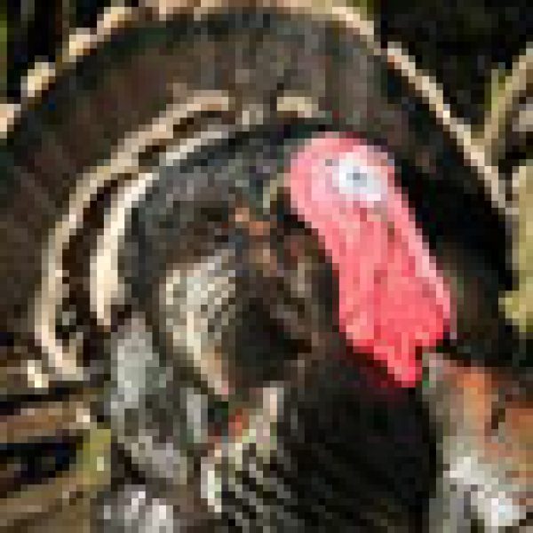 Restaurant tells Turkey to cluck off