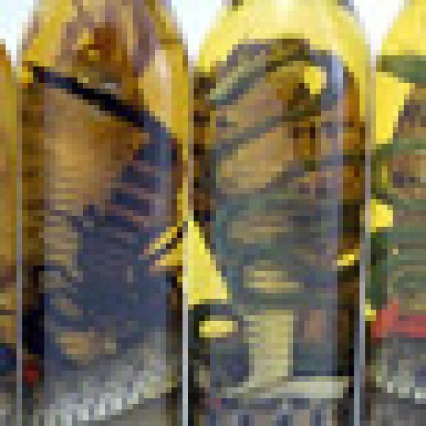 Vietnamese village selling snake wine online