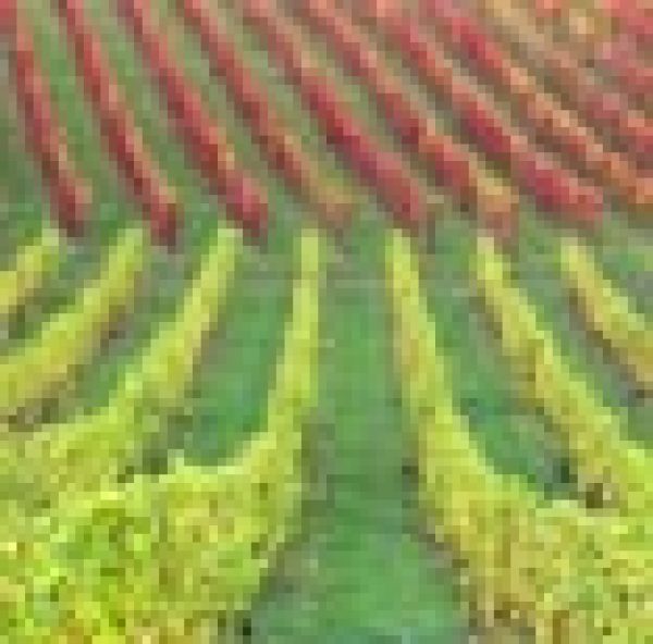 First English white for Tesco Finest