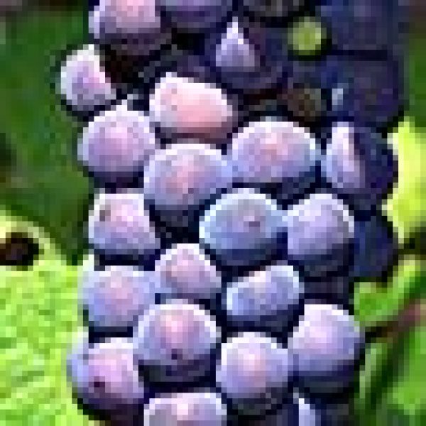 Harrods in Pinot push