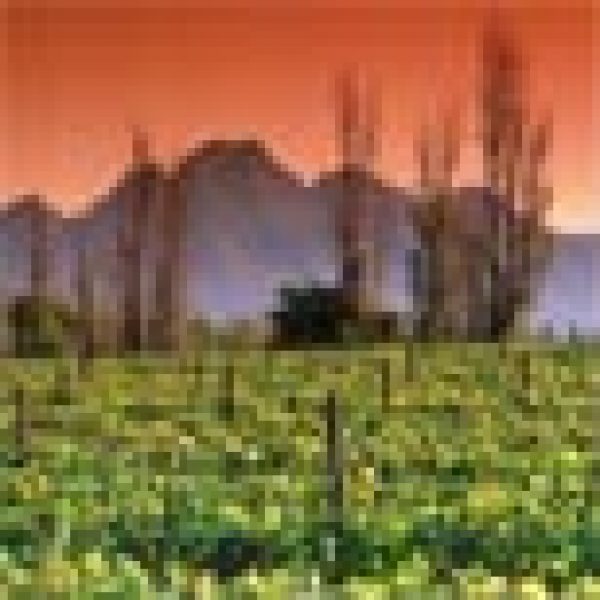 Vineyard leasing scheme offers returns on sales