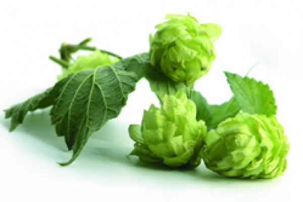 Only here for the beer?