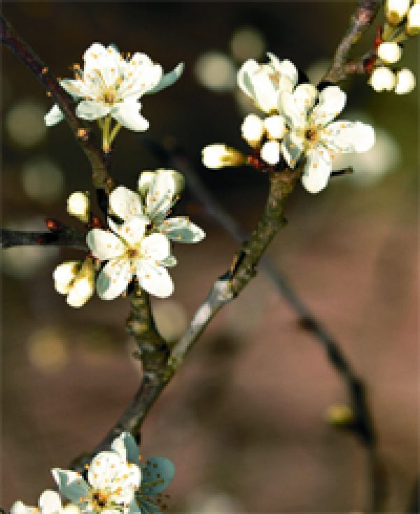 Gin: Innovation / Sloe motion