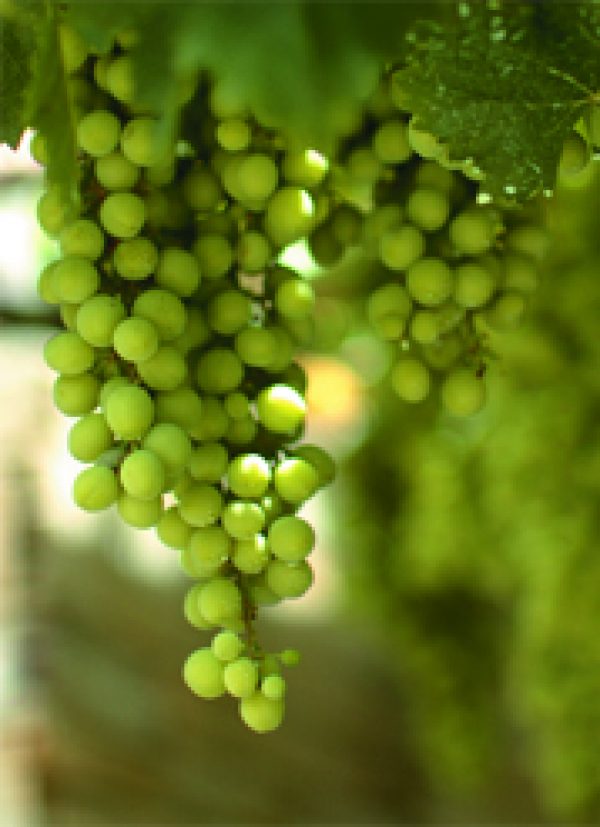 Portugal: Analysis / Learning Touriga