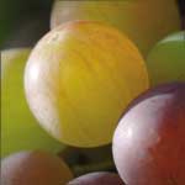 OVERSUPPLY/GLOBAL TRENDS: Too much to drink?