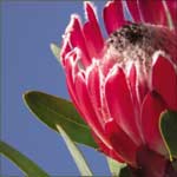 SOUTH AFRICAN OVERVIEW – Cape of Hope