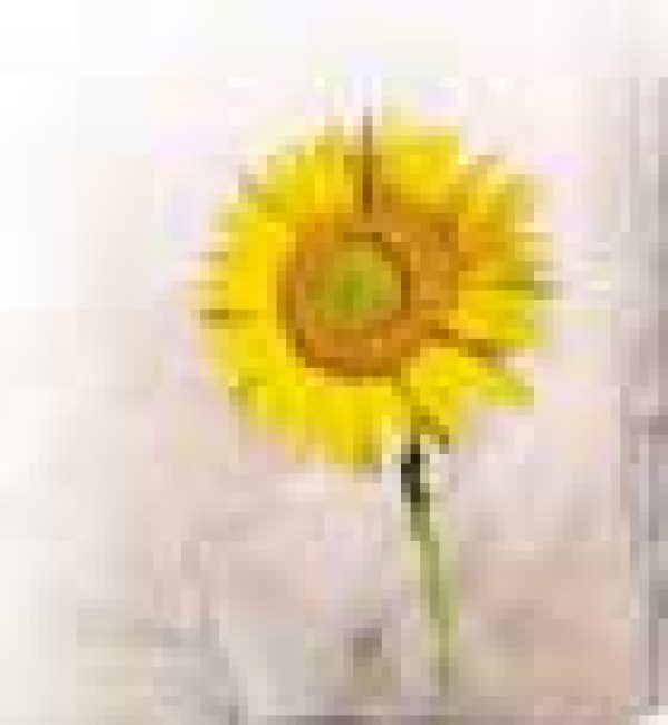 FRENCH REGIONS – Taking the terror out of terroir