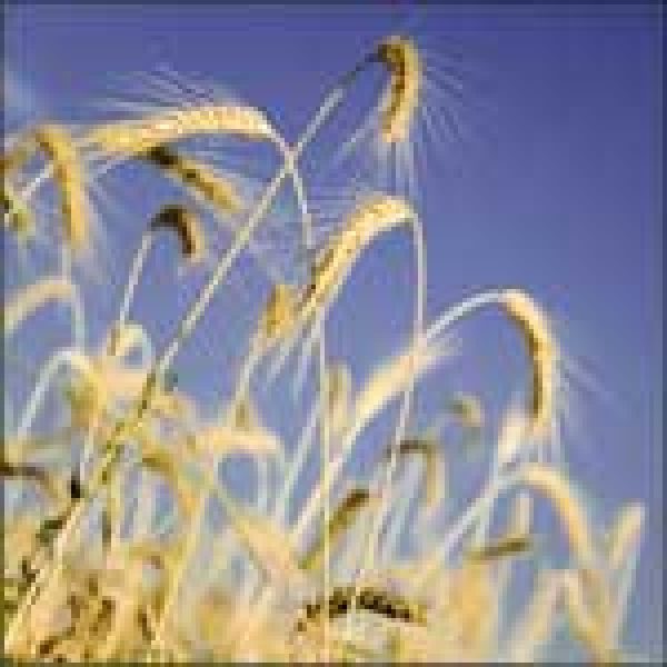 NEWS ANALYSIS: Against the grain