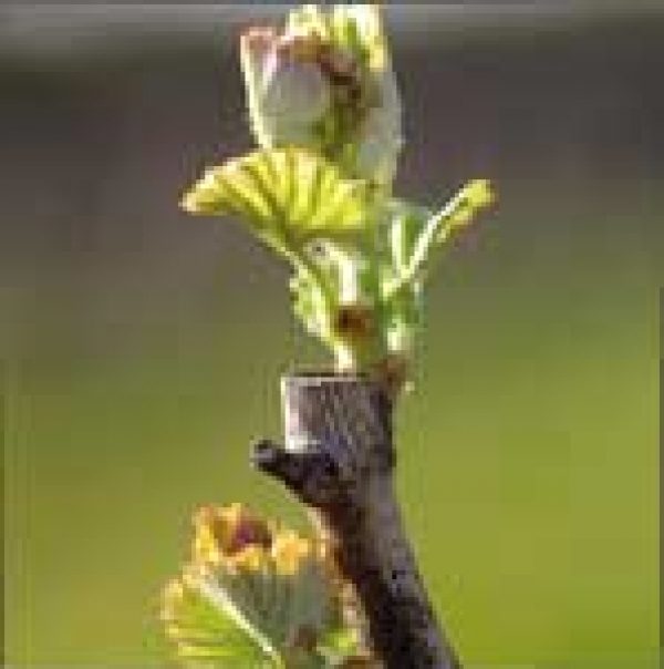 PORTUGAL / WINE: Join the club