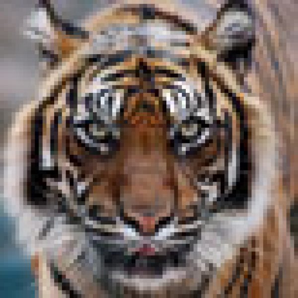 MARKET: Survival of the Fittest