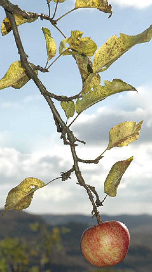 CIDER: Pear necessities