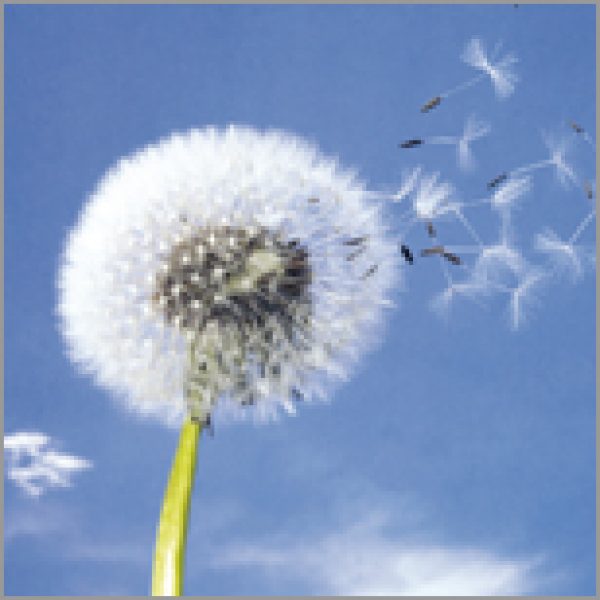 Australia: Down to the ground