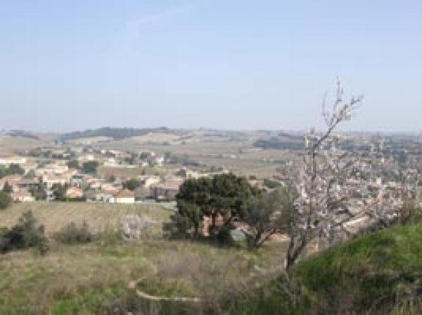 Languedoc co-op focuses on Rhône