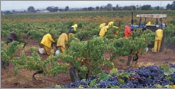 Oversupply still threatens Oz