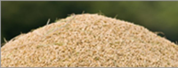 Contaminated rice threatens sake and shochu