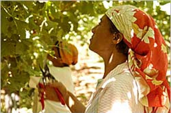 Fairtrade wine tasting’s third birthday