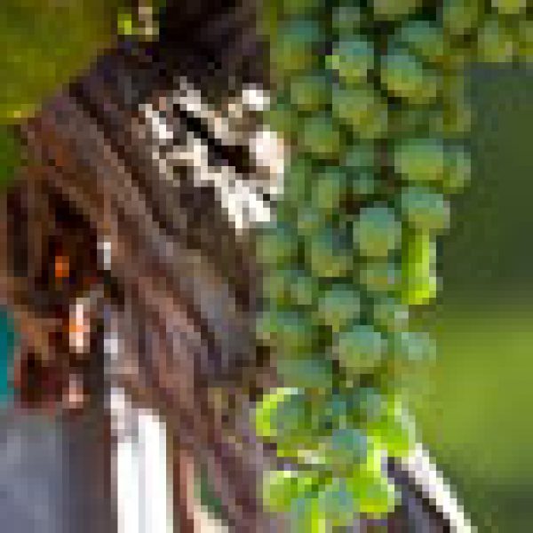 MINERALITY: Animal, Vegetable or Mineral?