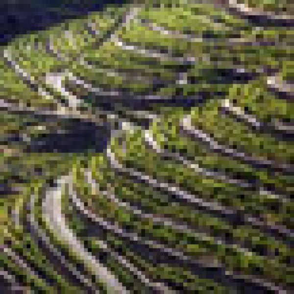 PORTUGAL: Pure Port-ential