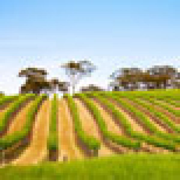 Issues still to be resolved in Australian Vintage merger